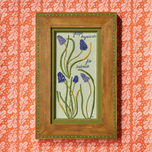 Load image into Gallery viewer, Grape Hyacinth