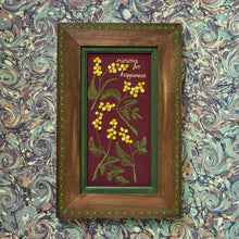 Load image into Gallery viewer, Mimosa
